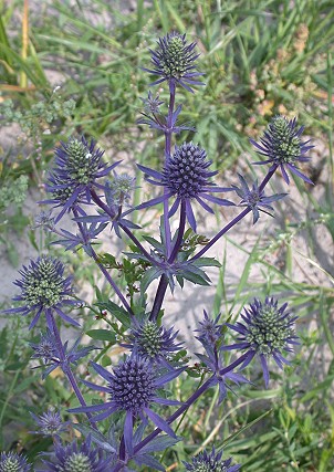Blauwekruisdistel070703D